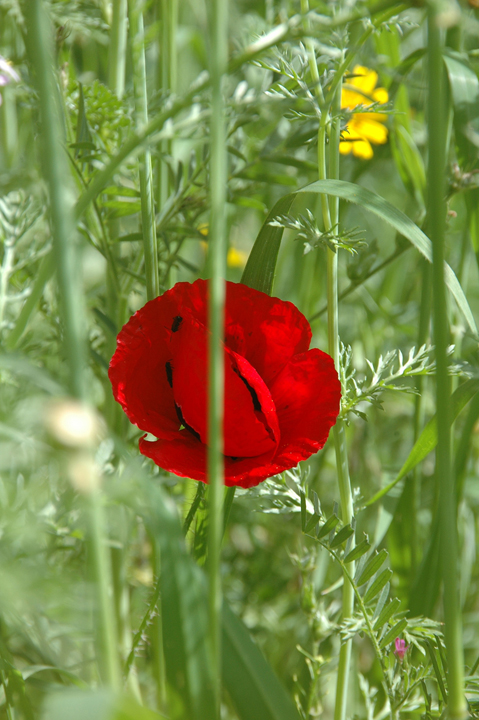 Red anemone (Kolonit) photo @2012 Michael Dickel