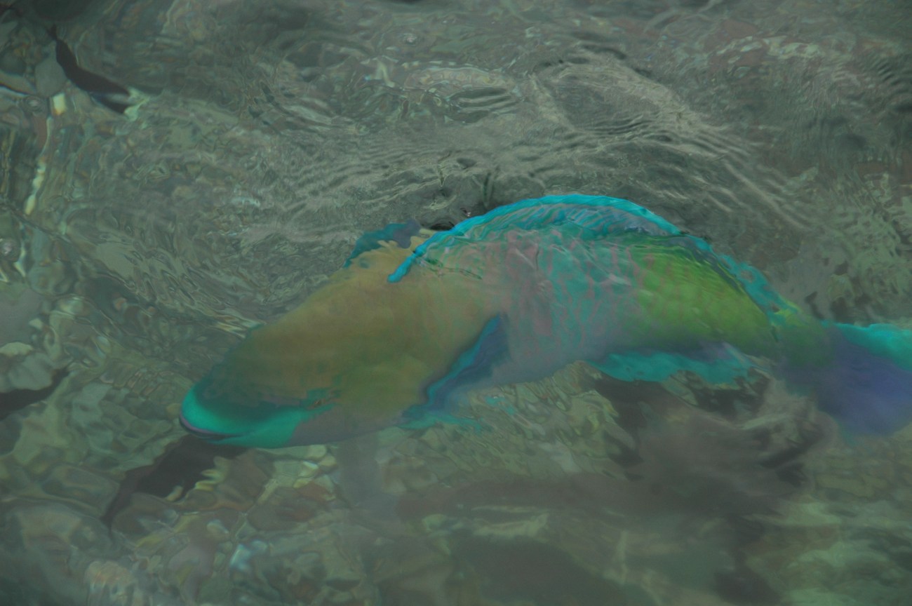 Parrot fish from above the water, seaside cafe dock. ©2013 Michael Dickel