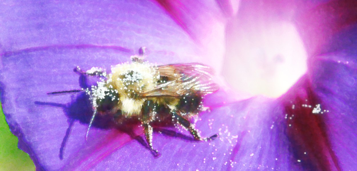 Morning glorious, photo digitally modified with Adobe PhotoShop, from The World Behind It, Chaos ©2009