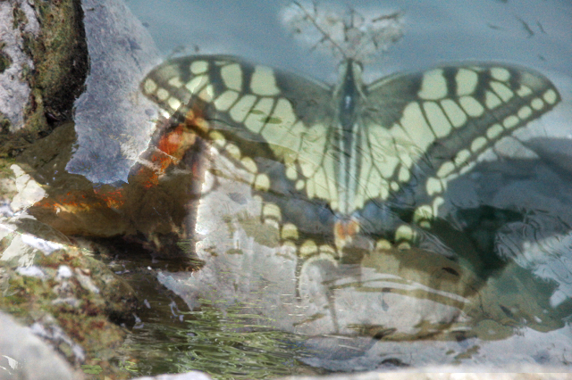 Flutterby buttefly, reflections in a stream. Lever and Lillies put you here, what do they mean?
