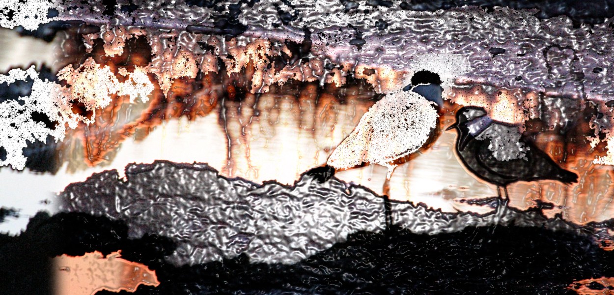 Night birds, digital photo montage ©2013 Michael Dickel