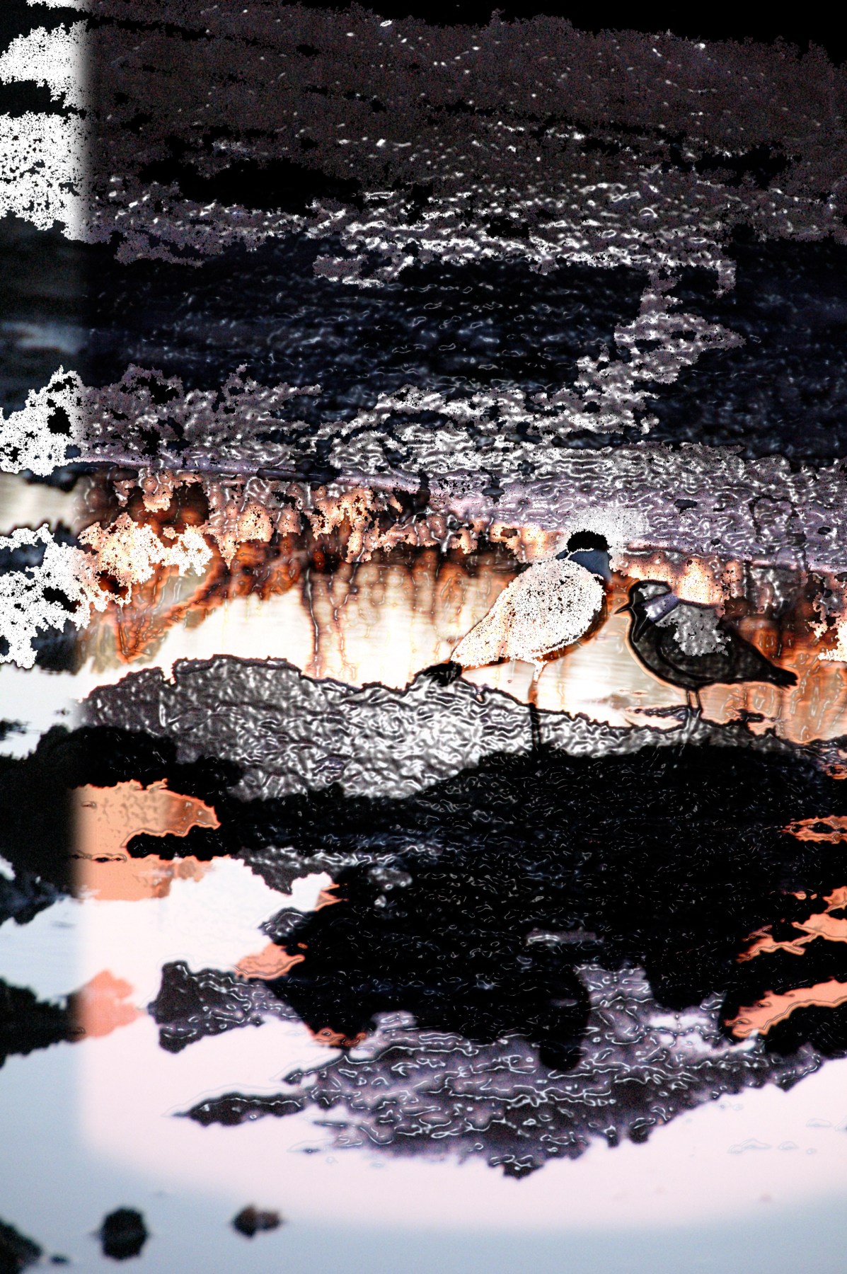 Night birds, digital photo montage ©2013 Michael Dickel