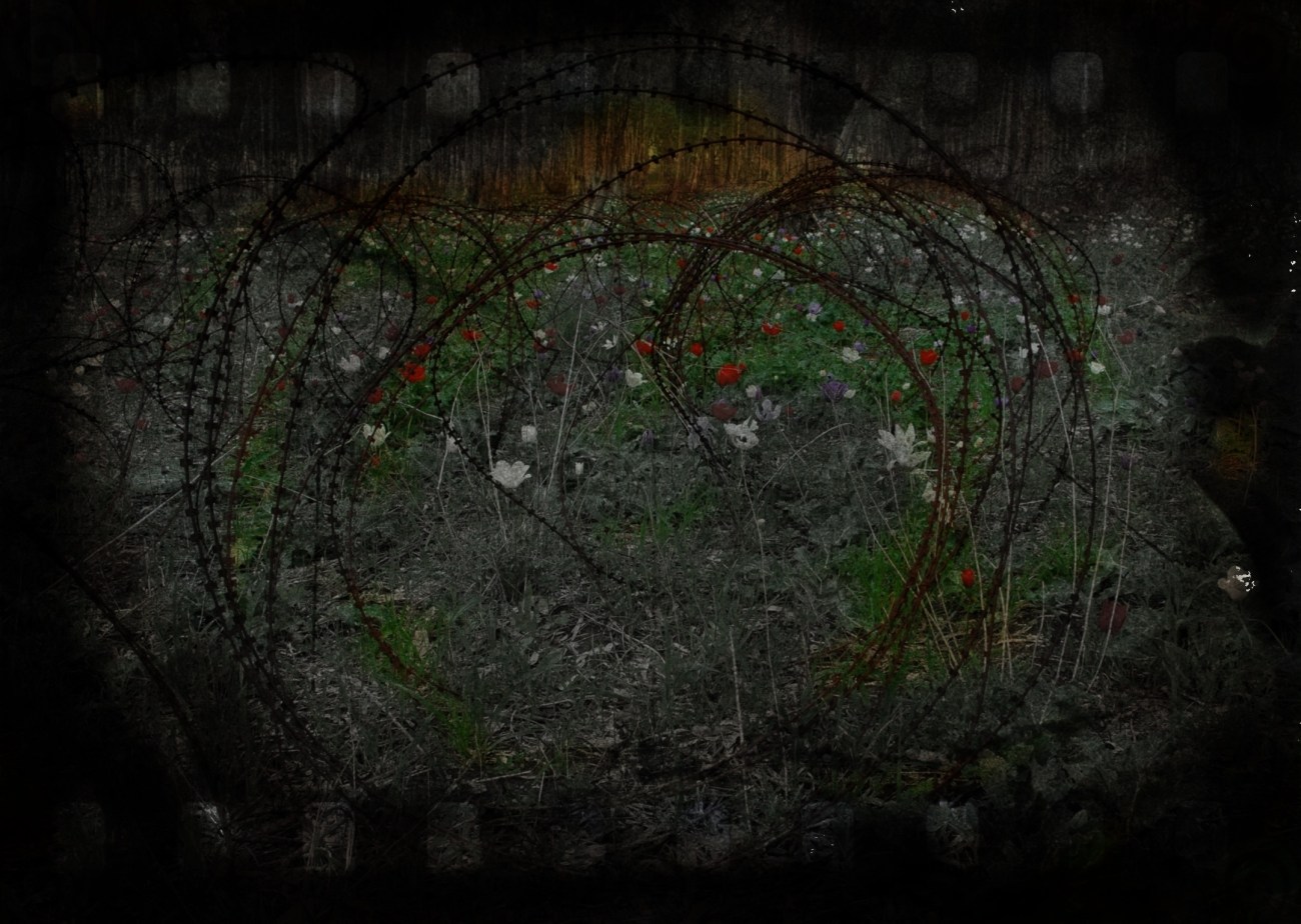 —a conflagration of our nightmares—the continuing  struggles against razor wire… —Spring anemones blooming amid rolls of barbed wire, near Tel Meggido, Israel (where Armageddon begins). 