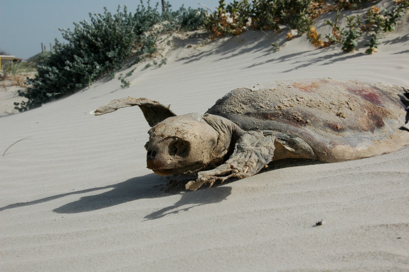 …while the unfortunate sea turtle dried out on the hot sand.