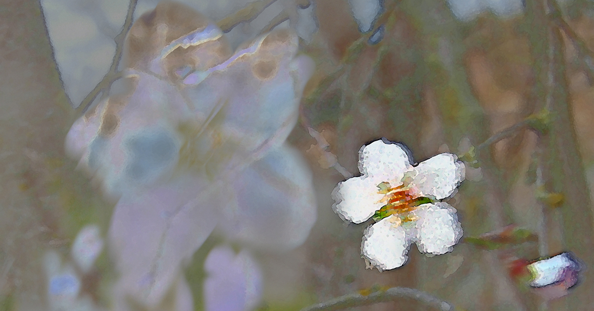 Almonds — digital art showing flowering almonds, from photographs, ©2009 Michael Dickel, artist and poet. Image accompanies The BeZine April 2016 issue celebrating Poetry Month, a post on Fragments of Michael Dickel