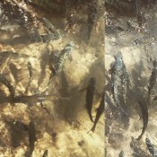 Photo to accompany poetry Trout Swimming Banyas Stream, Israel Photo Collage ©2016 Michael Dickel
