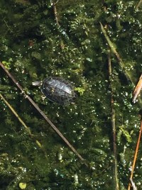 Turtle photo, Hula Lake Reserve, Israel, to accompany Water Poems, poetry by Michael Dickel