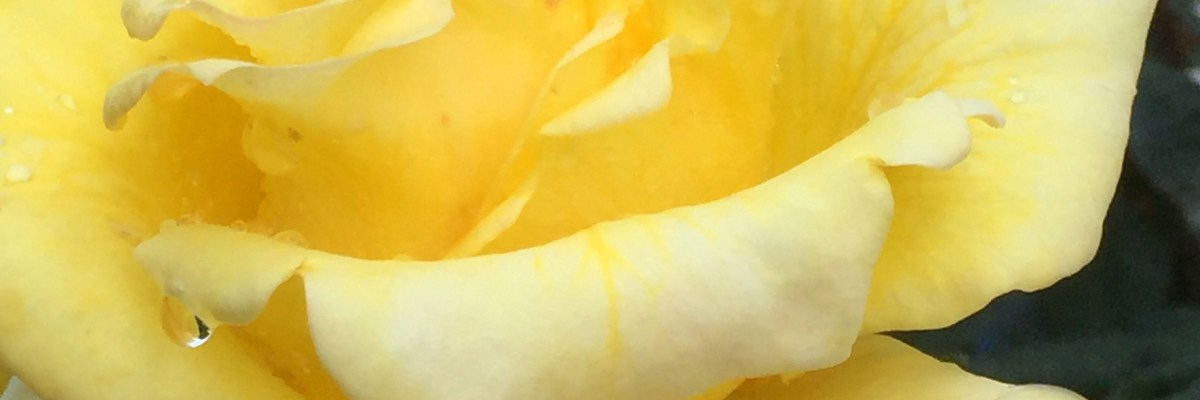 Rosy Morn yellow rose image for poetry—a poem by Michael Dickel online hybrid writing: essay-poetry