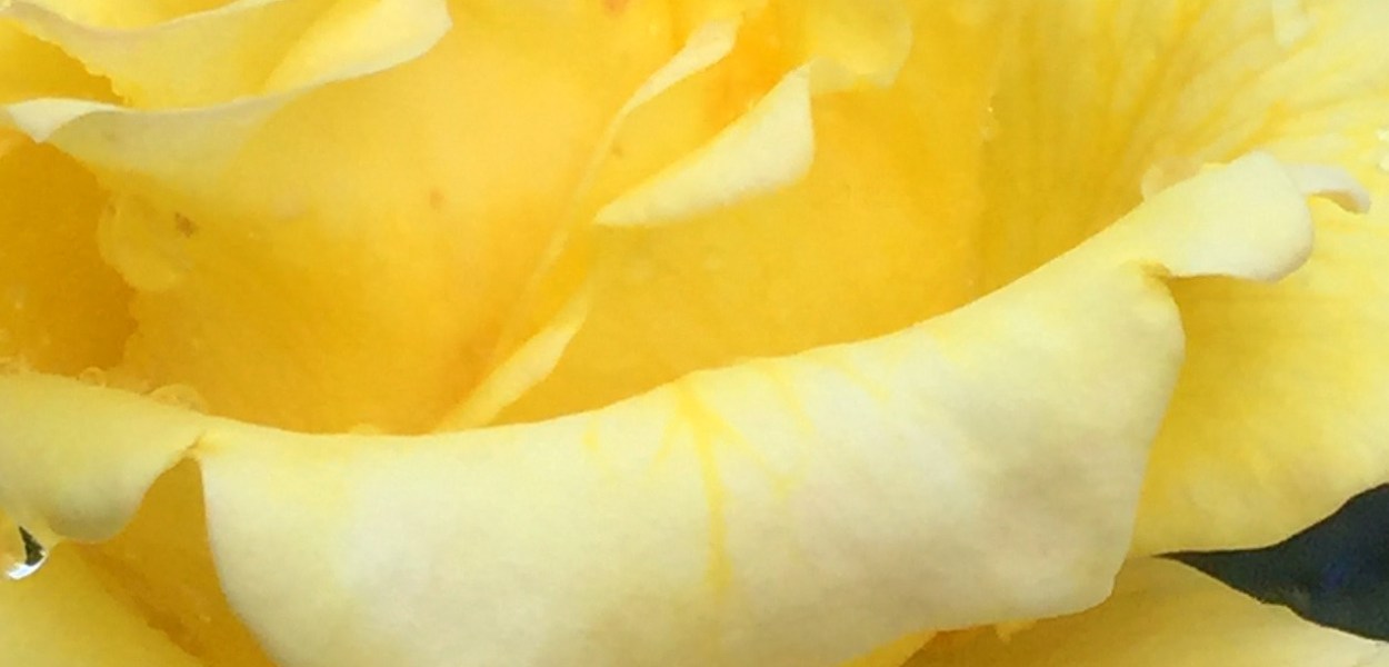 Rosy Morn yellow rose image for poetry—a poem by Michael Dickel online hybrid writing: essay-poetry