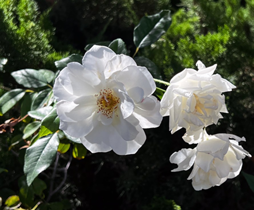 Yet, Flowers Still Bloom 07 November, 2023 ©2023 Michael Dickel